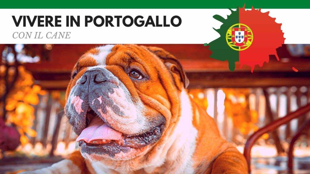 Vivere in Portogallo con il cane
